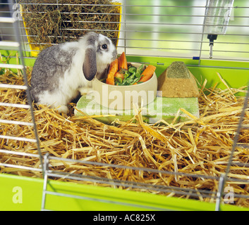 Zwergkaninchen in einem Käfig, der Gemüse aus einer Schüssel isst Stockfoto