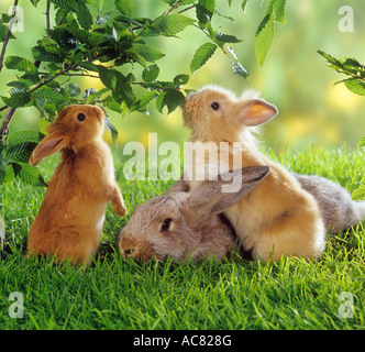 zwei Zwerg Kaninchen und Hasen auf der Wiese Stockfoto