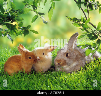 Zwergkaninchen (Niederländischer Zwerg), Löwenkopf-Mini-Lop und Flämischer Riesenkaninchen mischen sich an einem Baumstamm Stockfoto