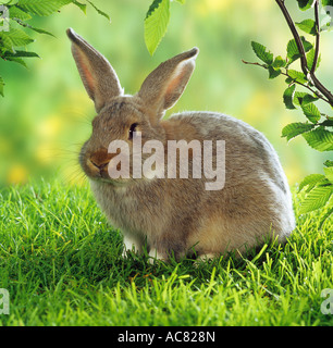 Hauskaninchen, Flämischer Riese. Erwachsener auf Gras Stockfoto