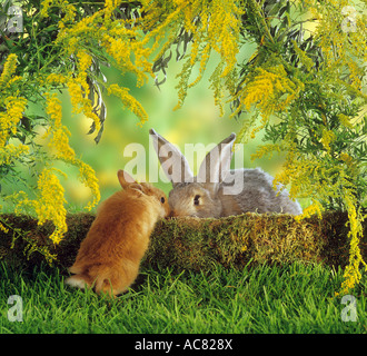 Zwergkaninchen (Niederländischer Zwerg) und Flämischer Riesenkaninchen mischen sich an einem Baumstamm Stockfoto