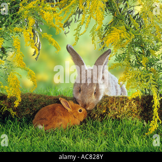 Zwergkaninchen (Niederländischer Zwerg) und Flämischer Riesenkaninchen mischen sich an einem Baumstamm Stockfoto