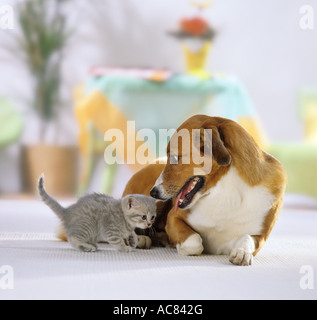 Tierfreundschaften zwischen Hund und Katze: Mischlingshund und britisches Kurzhaar-Kätzchen nebeneinander auf einem Teppich Stockfoto