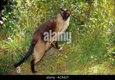 Siamkatze (Seal-Point) auf Wiese Stockfoto