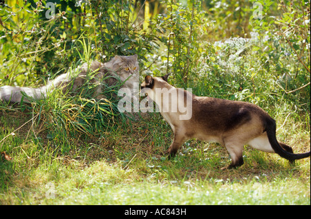 Siamkatze (Seal-Point) auf andere Katzen fauchen Stockfoto