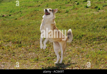 Verhalten: die Hälfte züchten Hund - aufmerksam und glücklich Stockfoto