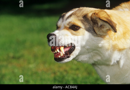 Verhalten: die Hälfte züchten Hund - aggressive Stockfoto