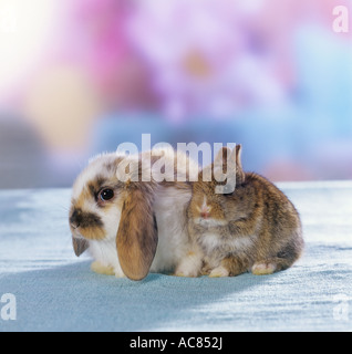 Zwergkaninchen. Ein Mini Lop (5 Wochen alt) schmiegt sich mit dem Niederländischen Zwerg (3 Wochen alt) Stockfoto