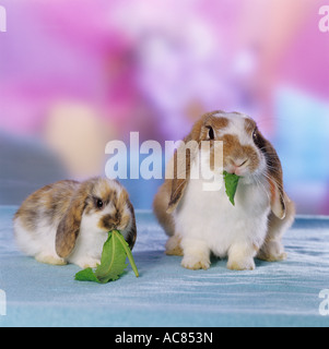 hängeohrigen Kaninchen mit Cub - kaute Stockfoto