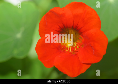 Tropaeolum majus Stockfoto