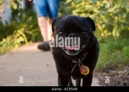 Ein Spaziergang mit dem Besitzer, tierischen schwarzen Jungen Kragen niedlichen Hund häusliche Fokus Vordergrund lustige Fell furry Mädchen Grasgrün glücklich Mops Stockfoto