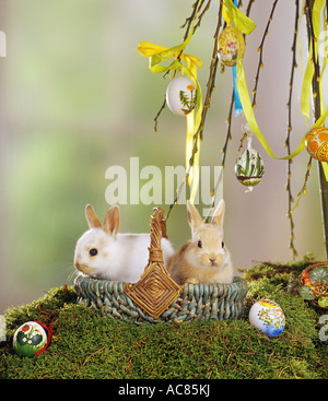 Osterhase: zwei Zwergkaninchen - im Korb mit Ostereiern Stockfoto