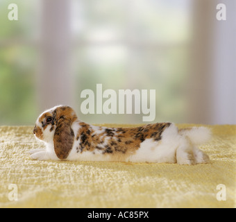 Verhalten: Skewbal pygmy Kaninchen - liegen entspannt auf Teppich Stockfoto