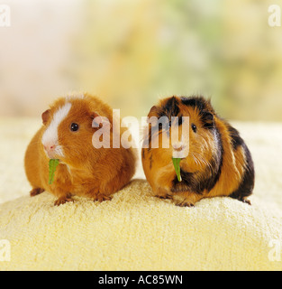 Zwei Meerschweinchen essen Blätter. Deutschland Stockfoto