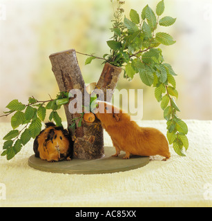 zwei Meerschweinchen - Baum mit Essen Stockfoto