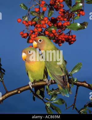 Fischer's Lovebird (Agapornis fischeri). Ein Paar auf einem Zweig Stockfoto