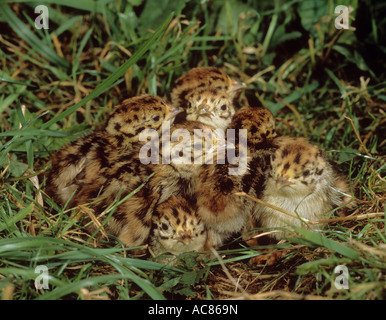 Graues Rebhuhn, graues Rebhuhn (Perdix perdix), Küken im Nest. Österreich Stockfoto