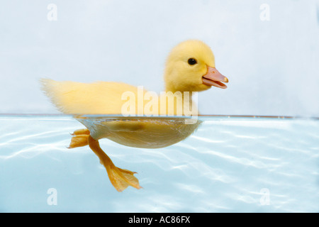 Inländische Ente (Anas Platyrhynchos), Entlein auf dem Wasser Stockfoto