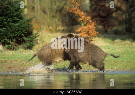 Wildschwein - zwei wilde Sauen kämpfen / Sus Scrofa Stockfoto