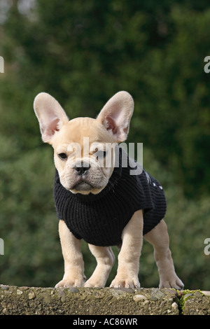 Französische Bulldogge. Puppy Pullover tragen, stehend Stockfoto