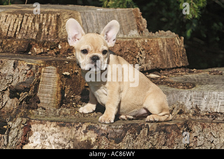 Französische Bulldogge - Welpen sitzen Stockfoto