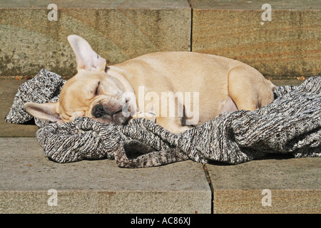 Französische Bulldogge - Welpen schlafen Stockfoto