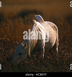 Camargue-Pferd mit Kuhreiher auf dem Rücken Stockfoto