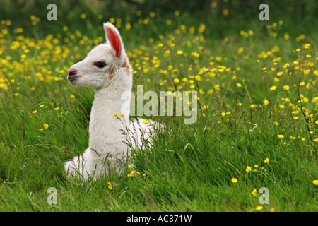 junges Lama - auf Wiese / Lama Glama Stockfoto