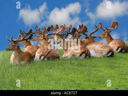 Damwild Hirsche - auf Wiese / Dama Dama Stockfoto