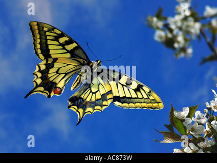 Alten Welt Schwalbenschwanz (Papilio machaon9. Schmetterling im Flug vor Blumen Stockfoto