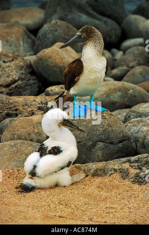 Blaufüßler (Sula nebouxii). Eltern und Küken. Galapagosinseln, Ecuador Stockfoto