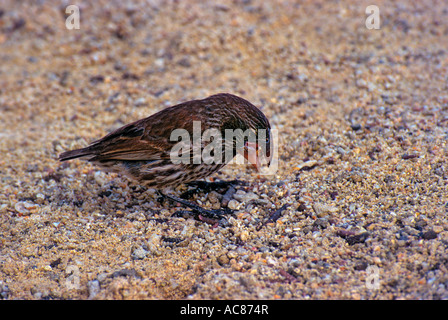 Große Boden Finch (Geospiza Magnirostris) ernähren sich von Samen, Ecuador Stockfoto
