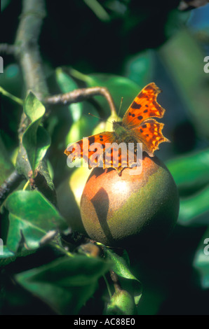 Komma Butterfly Polygonia C-Album Fütterung auf Birne Herbst GB Großbritannien UK Großbritannien Europa EU Tierwelt Insekt Polygonia Stockfoto