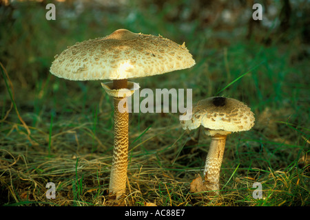 Parasol Pilz Lepiota Procera im Wald England Great Britain UK England Europa Stockfoto