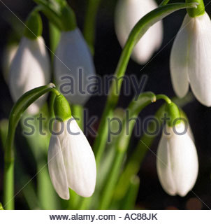 Schneeglöckchen Stockfoto