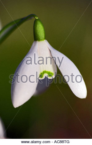 Schneeglöckchen Stockfoto