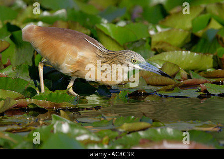 Squacco Heron hawking Fische im flachen Wasser Vaal River, Gauteng; Südafrika Stockfoto