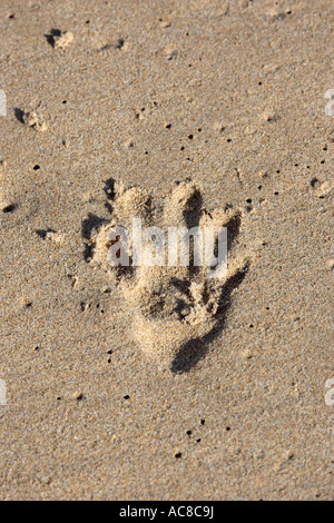 Vervet Affen Fußabdruck im Sand Krüger-Nationalpark - untere Sabie Mpumalanga; Südafrika Stockfoto