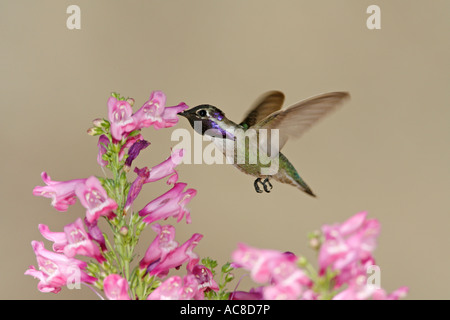 Costas Kolibri Nektar aus den Blüten der Penstemon suchen Stockfoto