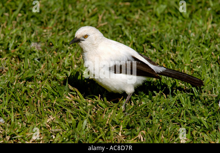 Südlichen Pied Babbler Pilanesberg Naturreservat, Nordwest; Südafrika Stockfoto