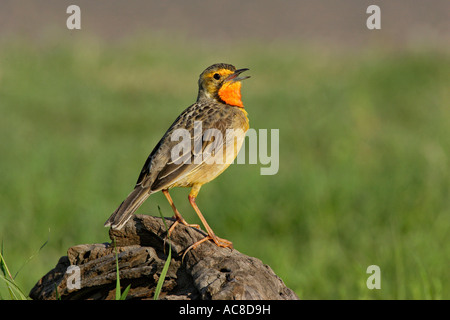 Cape Longclaw aufrufen, während thront auf einem Felsen Rietvlei Nature Reserve, Gauteng; Südafrika Stockfoto