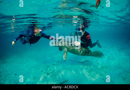 West Indian Manatee und Scin Taucher Trichechus Manatus Latirostris USA Florida FL Crystal River Stockfoto