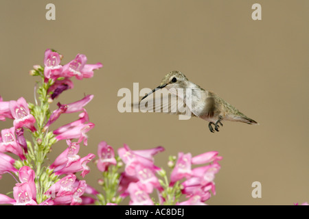 Costas Kolibri (weiblich) Suche nach Nektar aus Penstemon Blüten Stockfoto