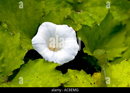 Hecke Ackerwinde Calystegia Convolvulus sepium Stockfoto