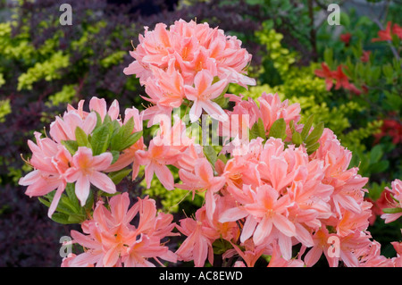 Nahaufnahme von leuchtenden rosa Azaleen-Blüten und Rhododendronblüten in einem üppigen Garten mit zarten Blütenblättern und grünem Laub. Stockfoto