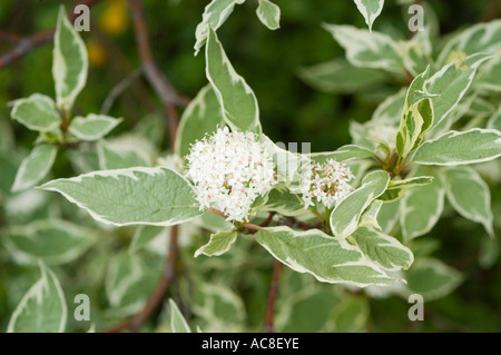 Weißer Hartriegel Cornales Cornus Alba Argenteomarginata Stockfoto