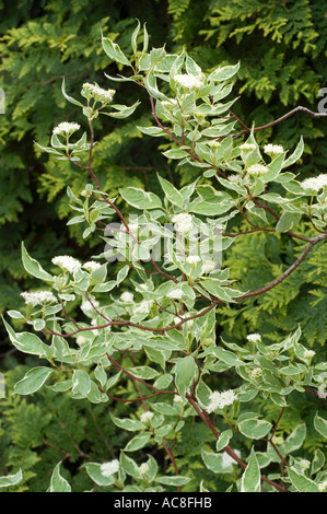 Weißer Hartriegel Cornales Cornus Alba Argenteomarginata Stockfoto