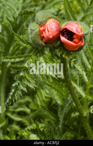 Junge rote Blüten von großen roten Mohnblumen Papaveraceae Papaver bracteatum, die sich aus unscharfen grünen Knospen in einem Garten öffnen. Stockfoto