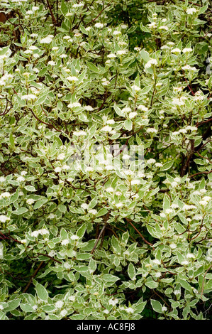 Weißer Hartriegel Cornales Cornus Alba Argenteomarginata Stockfoto