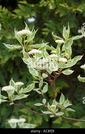 Weißer Hartriegel Cornales Cornus Alba Argenteomarginata Stockfoto